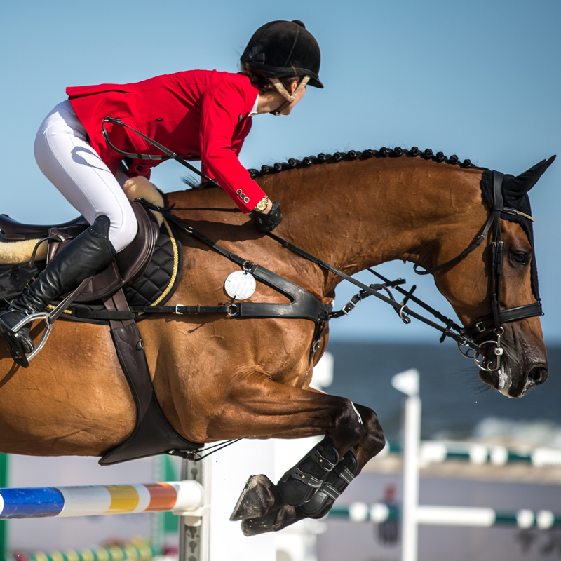 Manage Your Equestrian Center With Equestrian Management Software