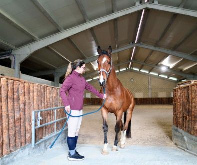 Optimize Your Horse Care With Our Equine Management System